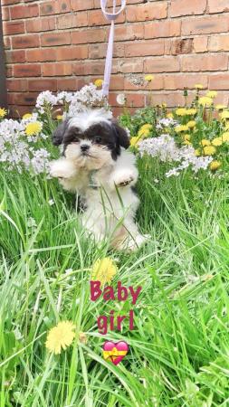 Image 6 of Shih Tzu girl fully vaccinated ready now