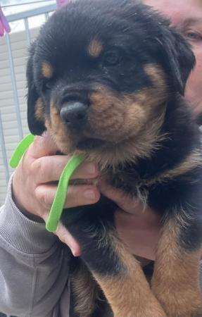 Image 19 of Rottweiler kc registered puppies