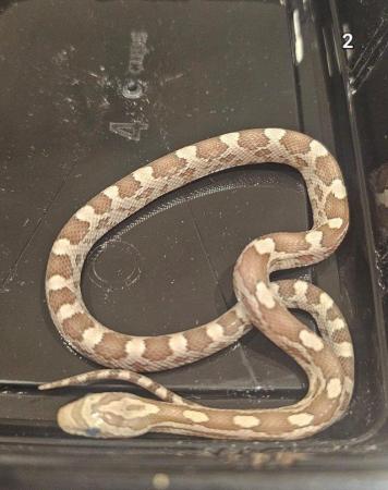 Image 7 of Baby corn snakes 9 months old various colours. Not been sexe