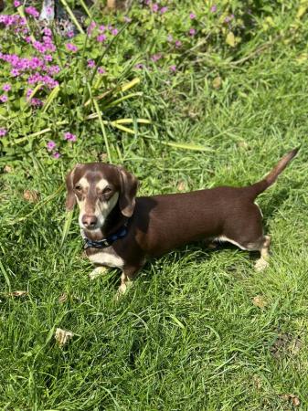 Image 9 of One year old miniature dachshund boy