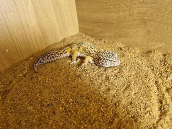 Image 6 of 2 leopard geckos for sale male and female