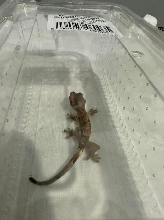 Image 5 of Crested gecko babies available now