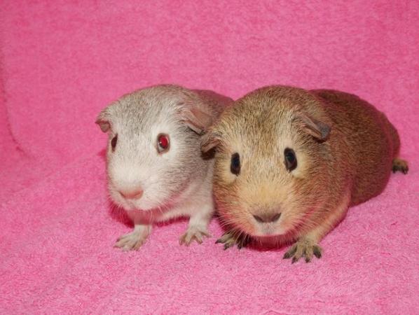 Image 1 of Baby Boar guinea pigs for sale