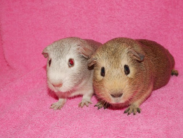 Preview of the first image of Baby Boar guinea pigs for sale.