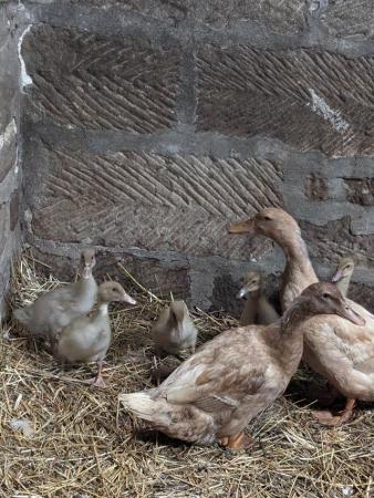 Image 1 of For sale: 10x 3 week old Buff Orpington ducklings