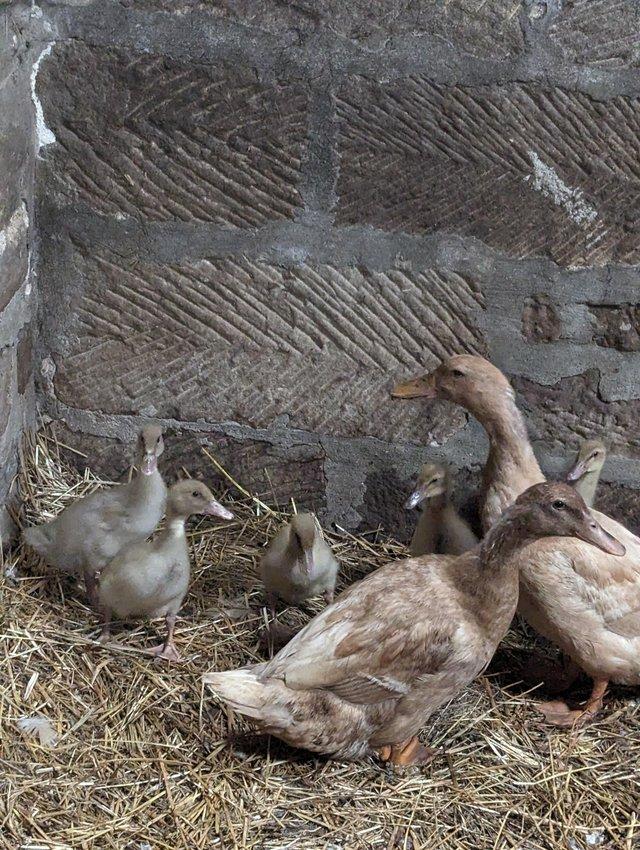 Preview of the first image of For sale: 10x 3 week old Buff Orpington ducklings.