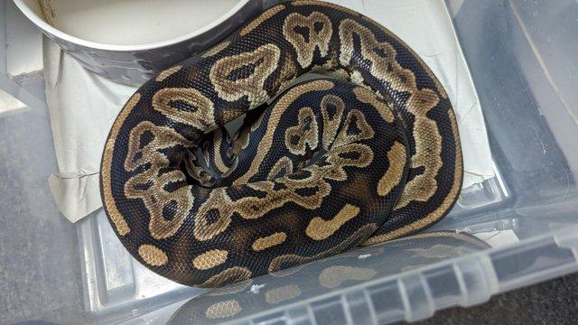 Image 17 of Whole collection of royal pythons for sale