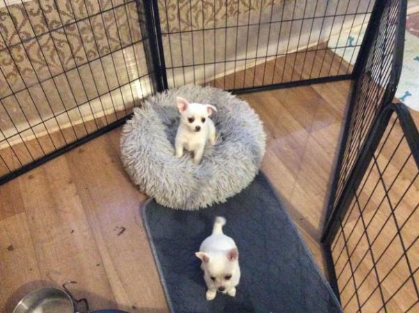 Image 6 of Pomchi puppies for sale 1 boy 1 girl