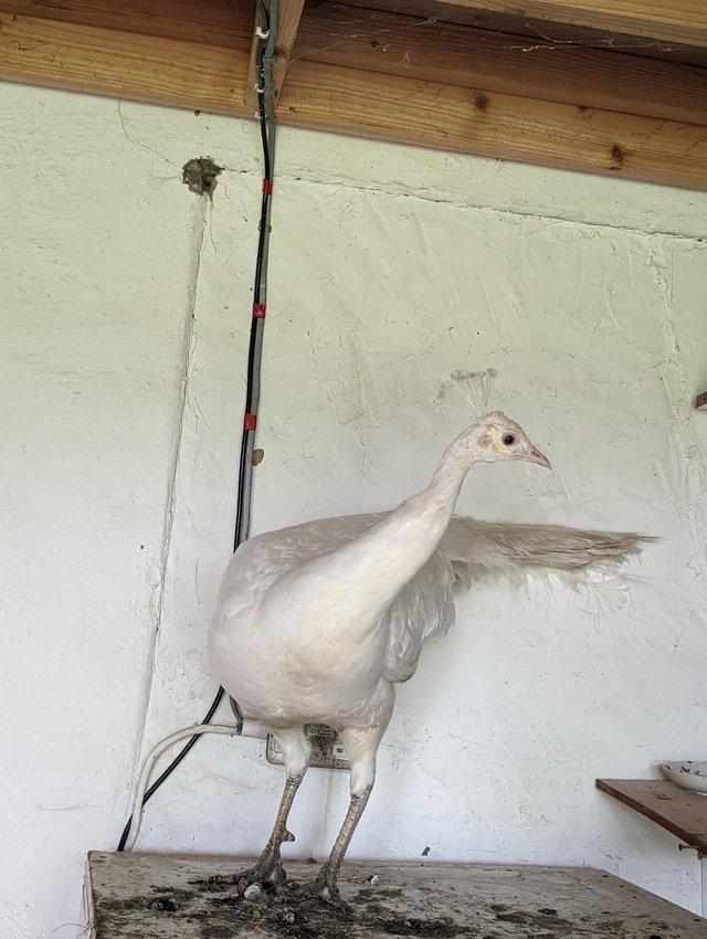 Preview of the first image of White peacock, hatched 2023.