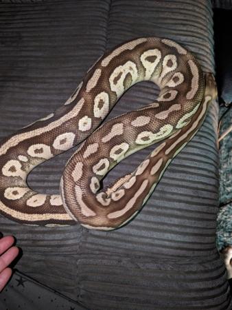 Image 9 of Various Reptiles For Reluctant Sale