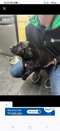 Image 3 of Labrador retriever puppies for sale