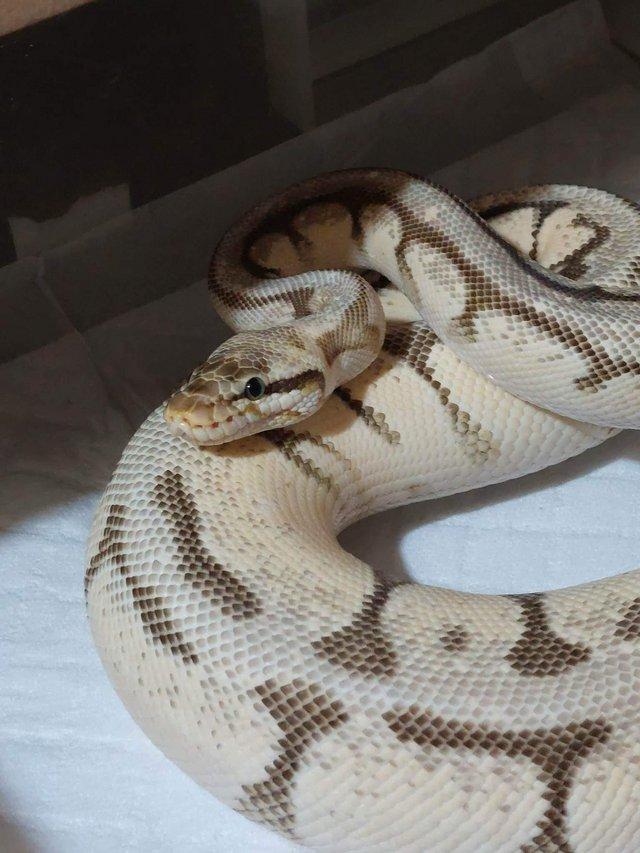 Preview of the first image of Spider mojave OD pastel ball python.