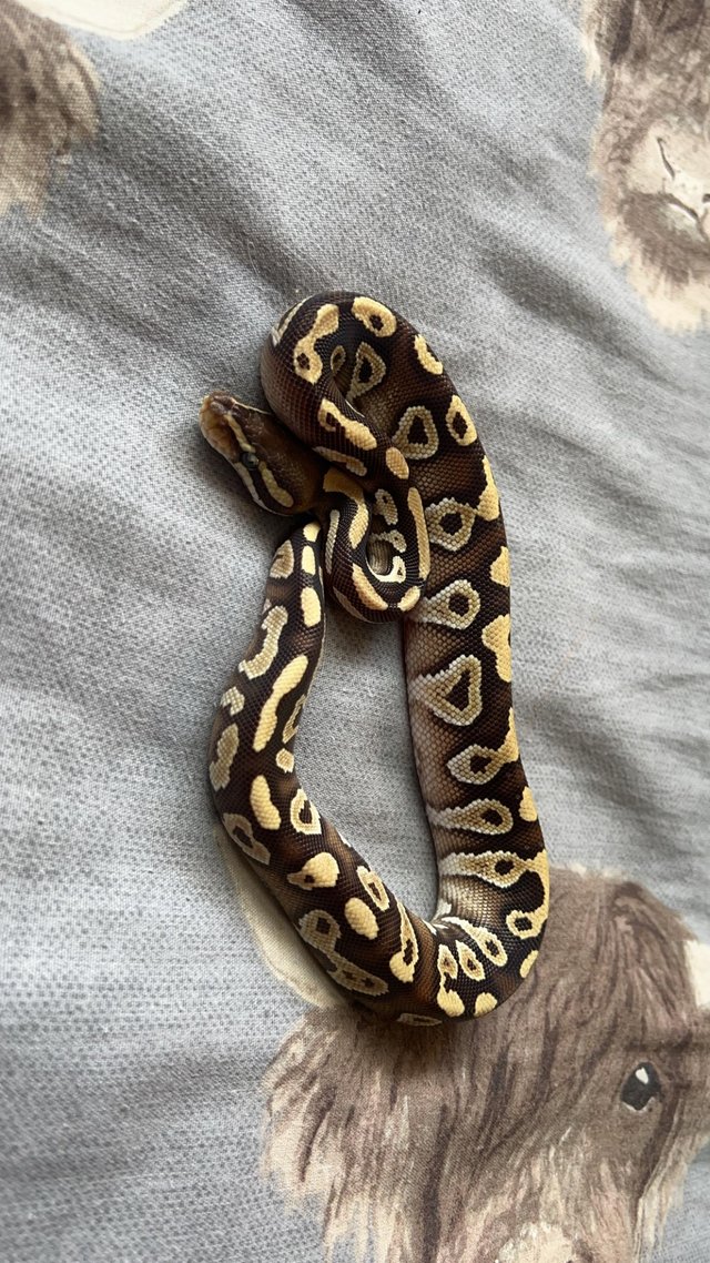Preview of the first image of Baby Royal Pythons available.