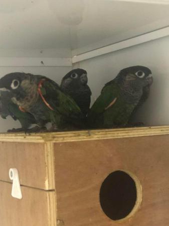 Image 3 of Young Pearly Conures ready for sale