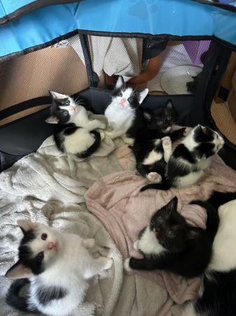 Image 3 of 3 LEFT Black and white kittens