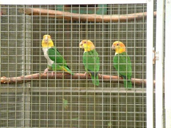 Image 4 of 2022/23 Green Thighed Caiques, homebred and parent reared