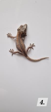 Image 6 of Cb23 gargoyle geckos for sale unsexed