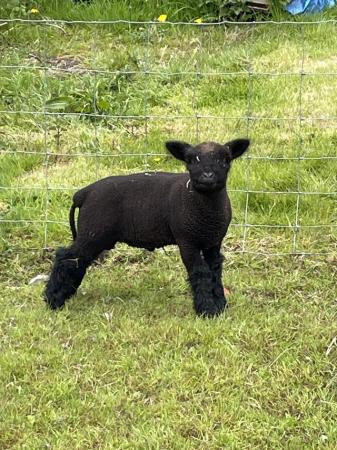Image 3 of Babydoll (Miniature Southdown) lambs for sale