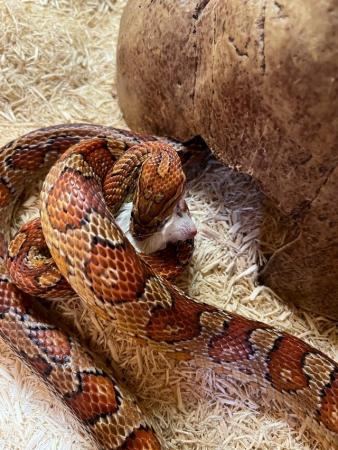 Image 13 of OMG Beautiful Female Corn Snakes