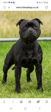 Image 8 of Staffordshire bull terrier pups