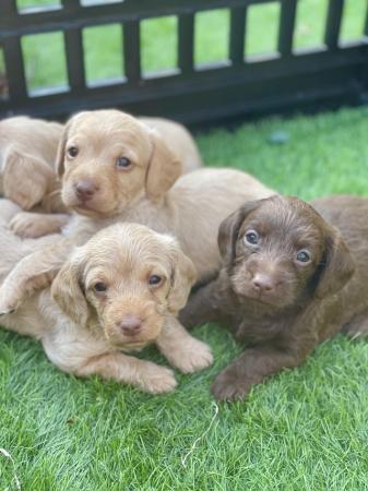 Image 2 of Dachshund x poodle puppies