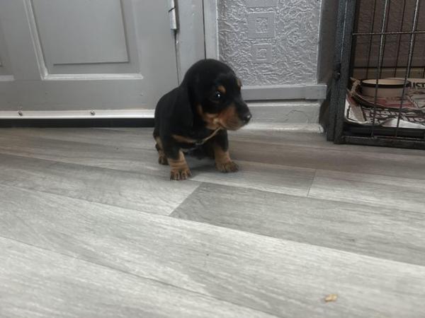 Image 12 of Dachshund x jack Russell puppiesLAST BOY READY NOW