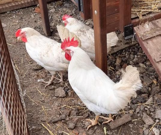 Image 4 of White Leghorn hatching eggs