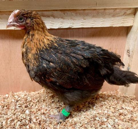 Image 5 of Copper Black Marans - currently Growers -Hens now sold