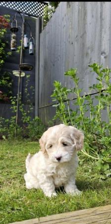 Image 30 of Last one - Beautiful Cockapoo Puppy - Ready to go now
