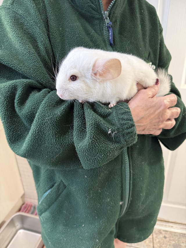 Beautiful chinchillas for sale — photo 2 of 4