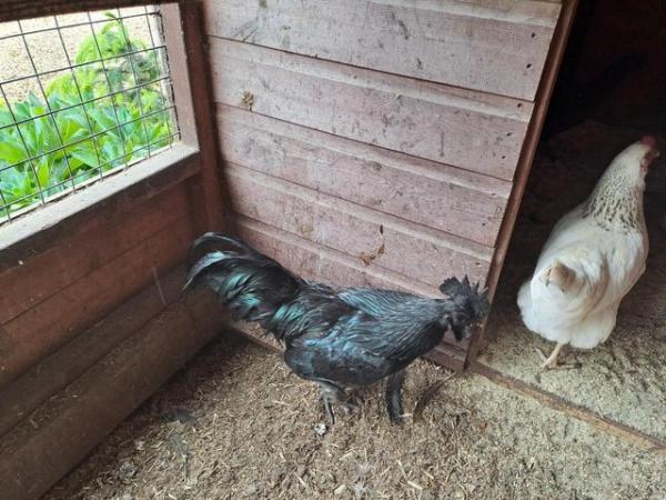 Image 4 of Ayam Cemani chickens...for sale.....all good strong birds...