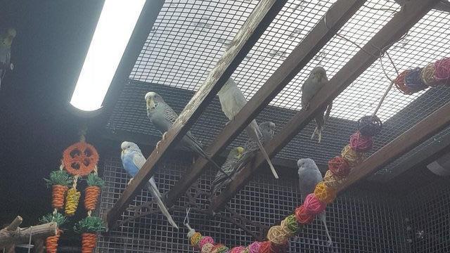 Image 1 of !!!For sale young budgies for rehoming!!!