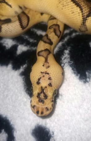 Image 5 of Enchi Pastel Clown Ball Python For Sale