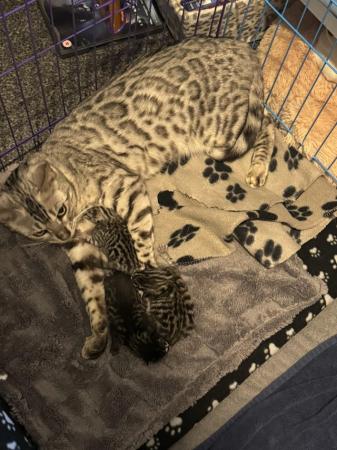 Image 2 of Bengal Kittens Ready Now! Only 1 Left
