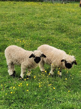 Image 2 of Valais Blacknose Ewe Lambs