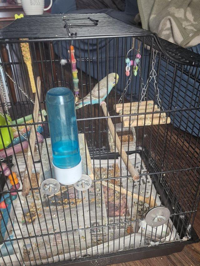 Preview of the first image of Budgie and a cage for sale..