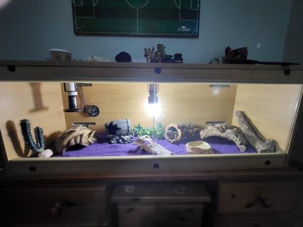 Image 3 of Leopard gecko and the full set up