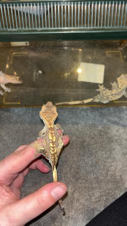 Image 1 of Crested geckos for sale
