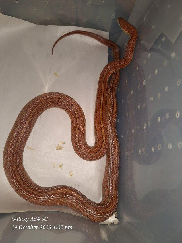Preview of the first image of Adult female corn snakes needing new homes.