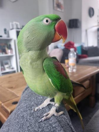 Image 1 of 10 year old alexandrine for sale