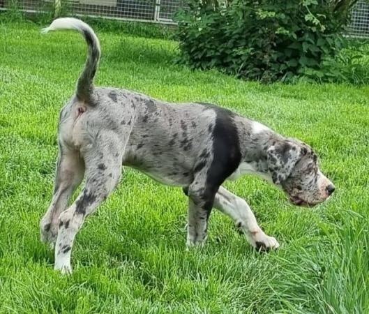 Image 5 of Kc reg extensively health tested Great dane pups