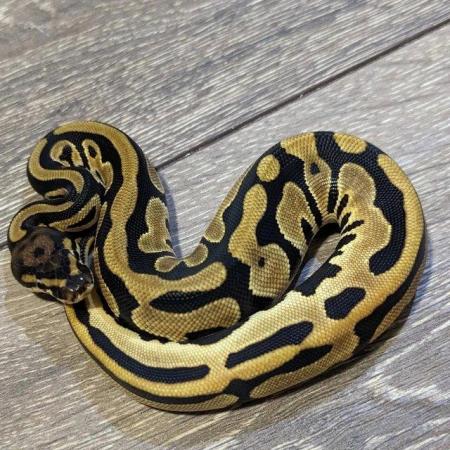 Image 4 of Reduced royal python morphs hatchlings and adults