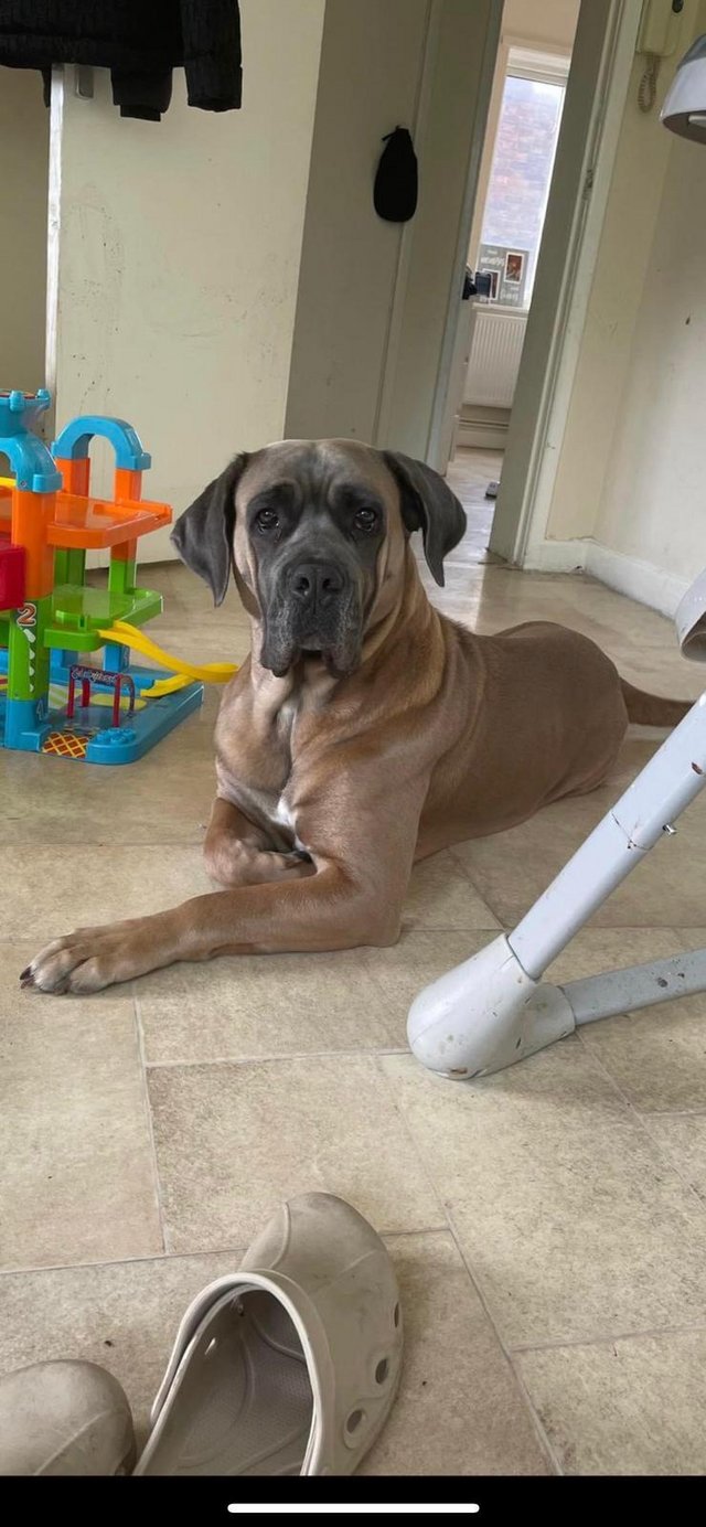 Preview of the first image of Our 3 year old Mastiff needs a family with children.