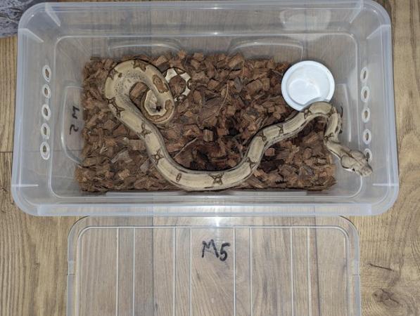 Image 10 of Baby Boas - tame and beautiful