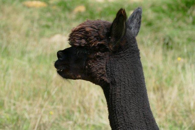 Image 10 of Group of 4 companion alpaca females for sale
