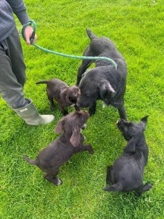 Image 6 of 12 week old Pointador puppies