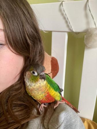 Image 5 of 1YR OLD PINEAPPLE CONURE LOOKING FOR ADVENTURES