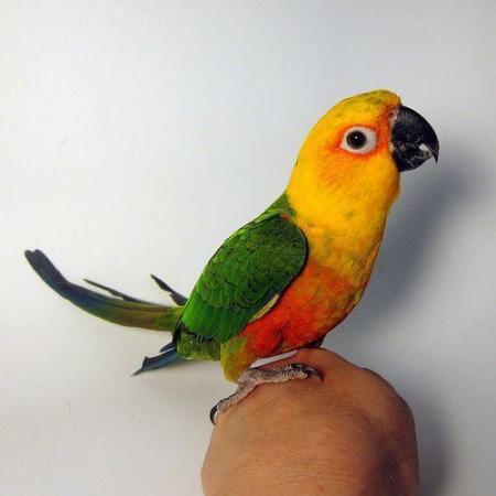 Image 5 of Pet Birds for sale parrots to finches