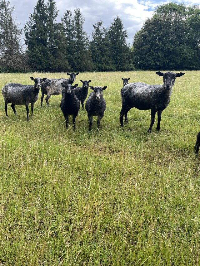 Sturdy Gotland wether lambs — Pets & Animals in Halstead
