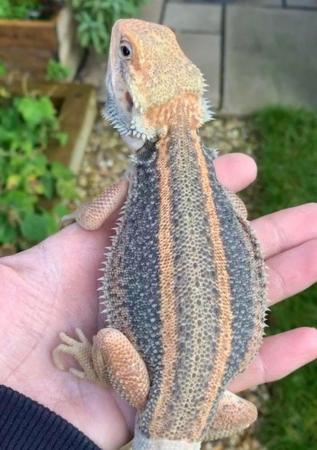 Image 15 of Licensed Breeder Top Bearded Dragon Morphs in Castle Cary